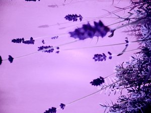 Lavanda
