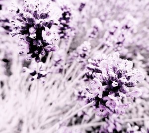 Lavanda lila plata