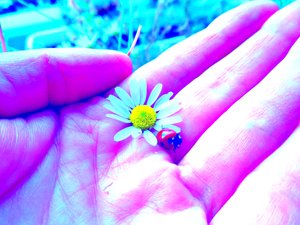 Amor de Martina Konitzky