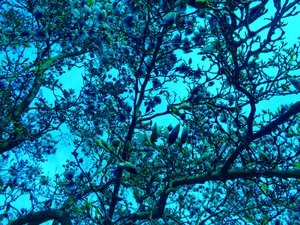Azul magnolia de Martina Konitzky