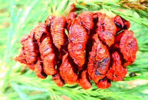 Frutas de secoya
