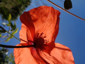 Amapolas de Martina Konitzky