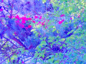 Plantas