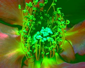 Rosa Verde de Martina Konitzky