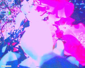 Rosas