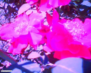 Rosas
