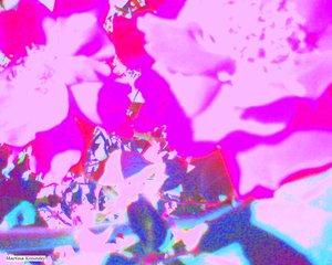 Rosas