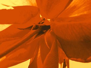 Flor de rosa de Martina Konitzky