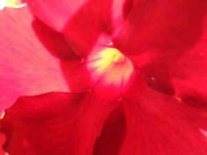 Flor roja de Martina Konitzky