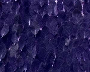 Salvia de Martina Konitzky