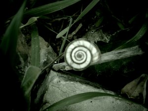 Concha de caracol