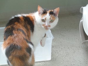 Patrón