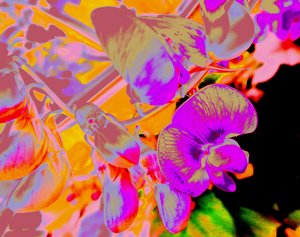 Flores de verano