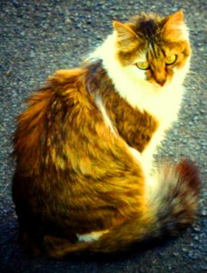 Estrellita