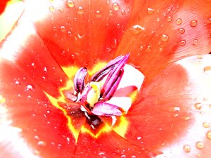 Tulipán de Martina Konitzky
