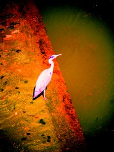 Garza gris en el río