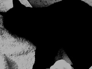 gatito1