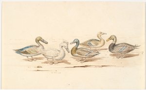 Estudios de diferentes tipos de patos