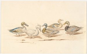 Estudios de diferentes tipos de patos de Martinus Rørbye