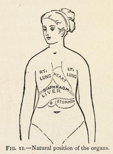 Posición natural de los órganos". Diagrama sencillo de algunos órganos internos de la mujer; en un capítulo sobre la postura correcta. de Mary Eliza Haweis