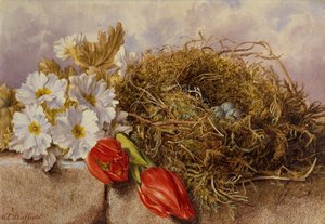 Bodegón de tulipanes en flor y un nido de pájaro en una repisa (lápiz y acuarela) de Mary Elizabeth Duffield