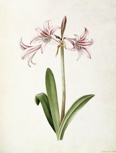 (Amaryllis) Vittata Formosa de Mary Elizabeth Rosenberg
