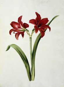 Amarilis roja de Mary Elizabeth Rosenberg