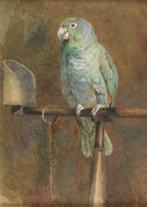 El loro Polly de Mary Forster