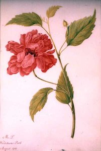 Flor estilo peonía