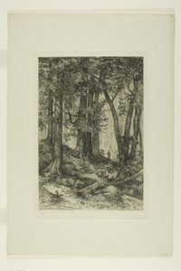 Un bosque de California