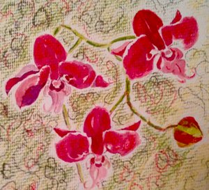 Orquídeas