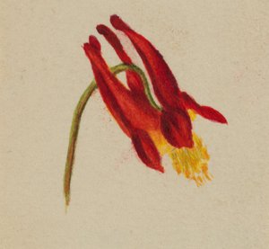 (Sin título) de Mary Vaux Walcott