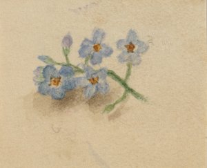 (Sin título) de Mary Vaux Walcott
