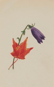 (Sin título) de Mary Vaux Walcott