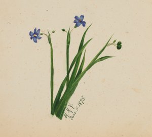(Sin título) de Mary Vaux Walcott