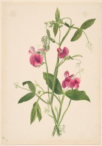 (Sin título--Estudio de flores) de Mary Vaux Walcott
