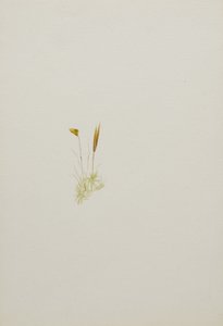 (Sin título--Estudio de flores)