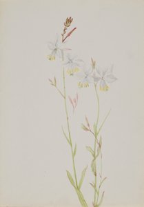 (Sin título--Estudio de flores) de Mary Vaux Walcott