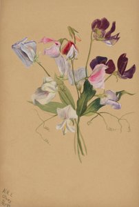 (Sin título--Estudio de flores) de Mary Vaux Walcott