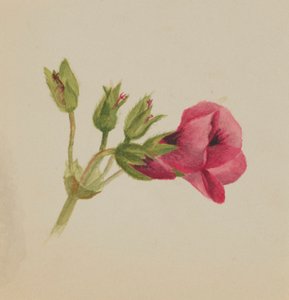 (Sin título--Estudio de flores) de Mary Vaux Walcott