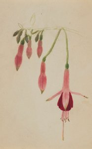 (Sin título--Estudio de flores)