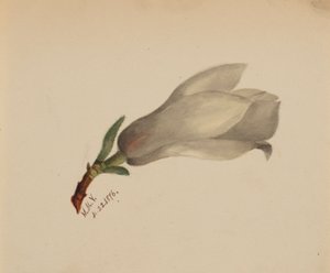 (Sin título--Estudio de flores) de Mary Vaux Walcott
