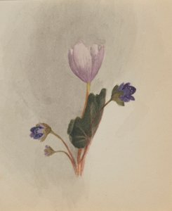 (Sin título--Estudio de flores) de Mary Vaux Walcott