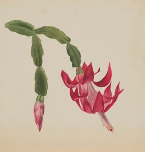 (Sin título--Estudio de flores) de Mary Vaux Walcott