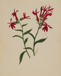 (Sin título--Estudio de flores) de Mary Vaux Walcott