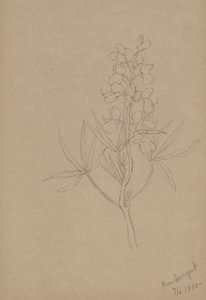 (Sin título--Estudio de flores) de Mary Vaux Walcott
