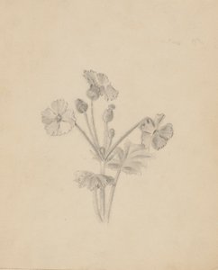 (Sin título--Estudio de plantas) de Mary Vaux Walcott