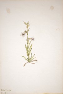 (Sin título--Estudio de plantas) de Mary Vaux Walcott