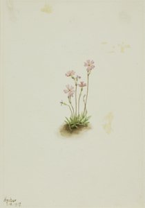 Prímula de Alberta (Primula maccalliana)