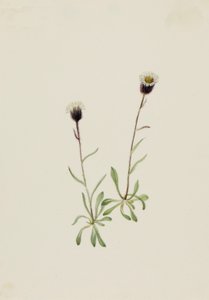 Erigeron unalaschensis, n.d.